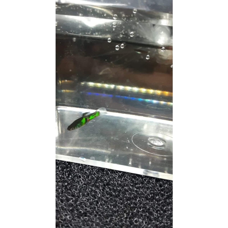 Kryptonite green dalmatian endlers