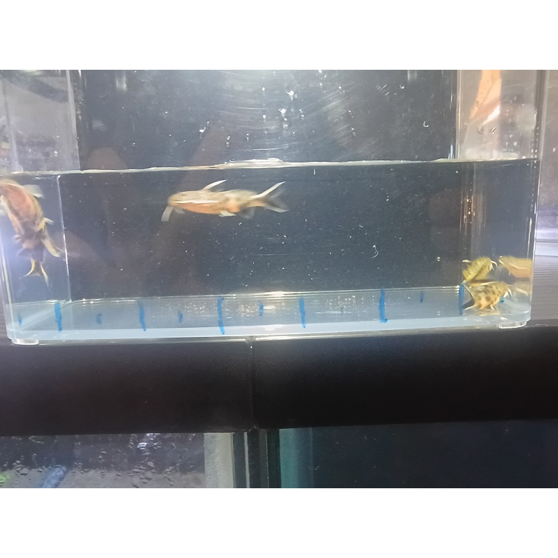 Synodontis lucipinnis (dwarf petricola catfish)