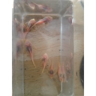 Albino Bristlenose Plecos 5 pack