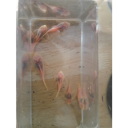Albino Bristlenose Plecos 5 pack
