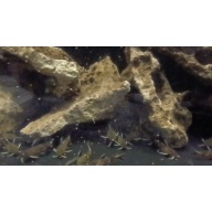 Synodontis lucipinnis (dwarf petricola catfish)