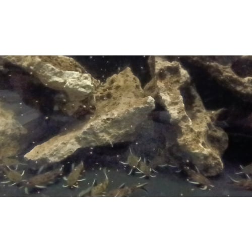 Synodontis lucipinnis (dwarf petricola catfish)