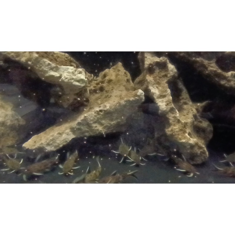 Synodontis lucipinnis (dwarf petricola catfish)