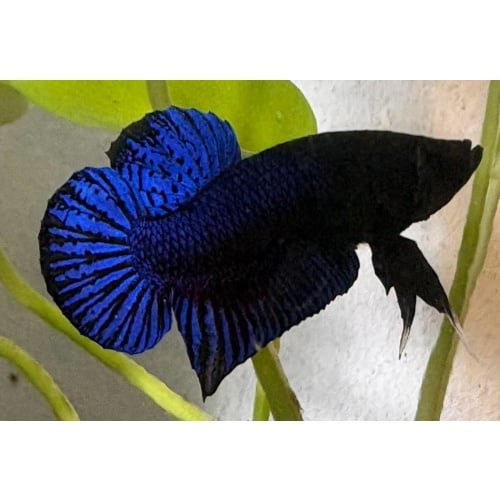 5 Fish Super VVIP Plakat For Big Game.
