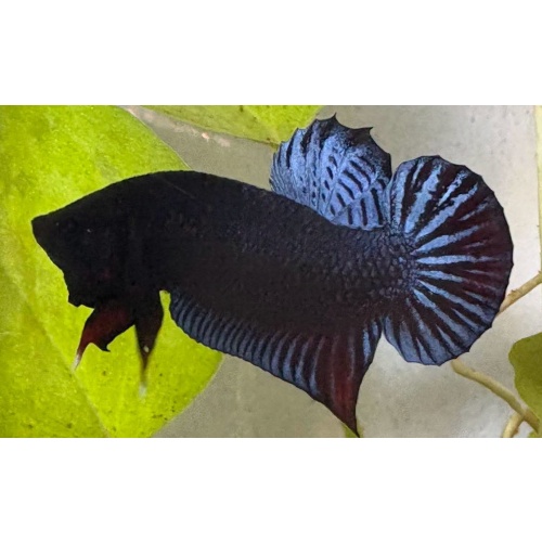 10 Fish Super VVIP Plakat For Big Game.