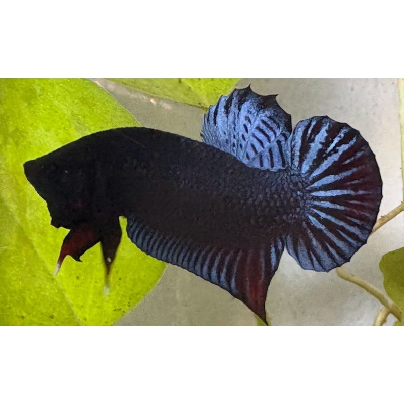 10 Fish Super VVIP Plakat For Big Game.