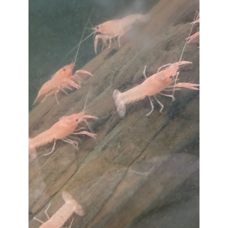 Pink Sakura  Crayfish
