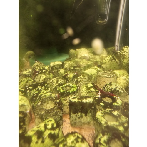 Cardinal shrimp