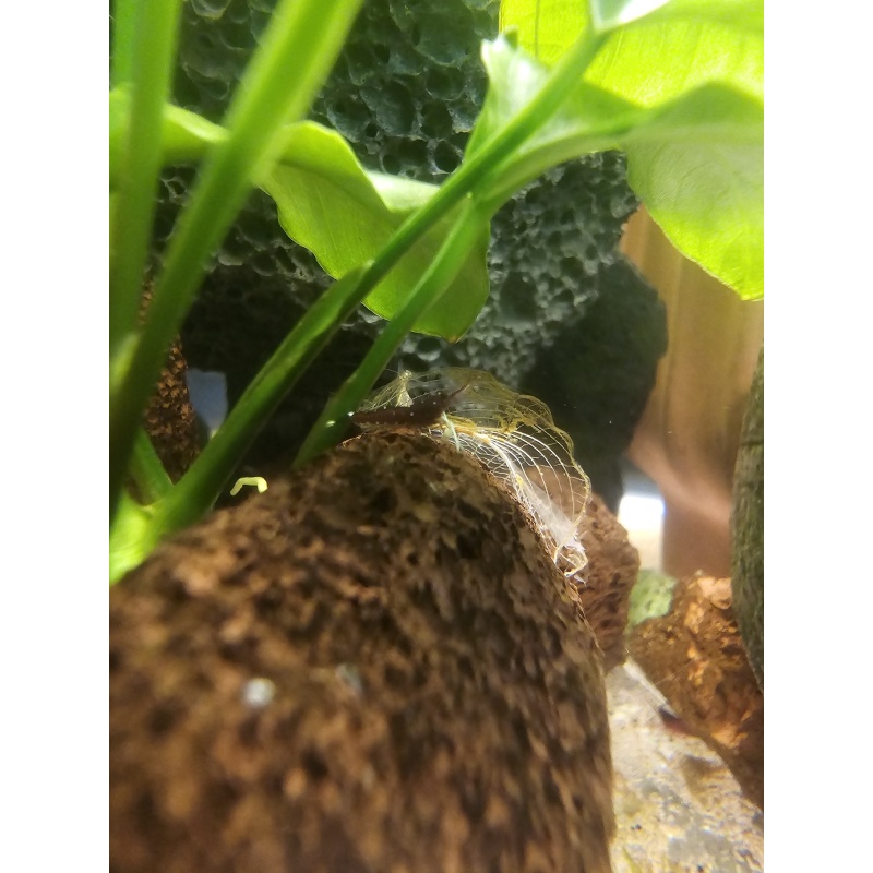Cardinal shrimp