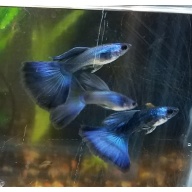 Pair Blue Moscow guppies - Premium grade