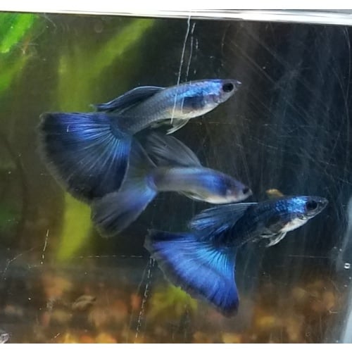 Pair Blue Moscow guppies - Premium grade