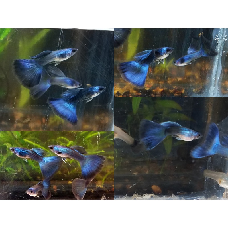 Pair Blue Moscow guppies - Premium grade