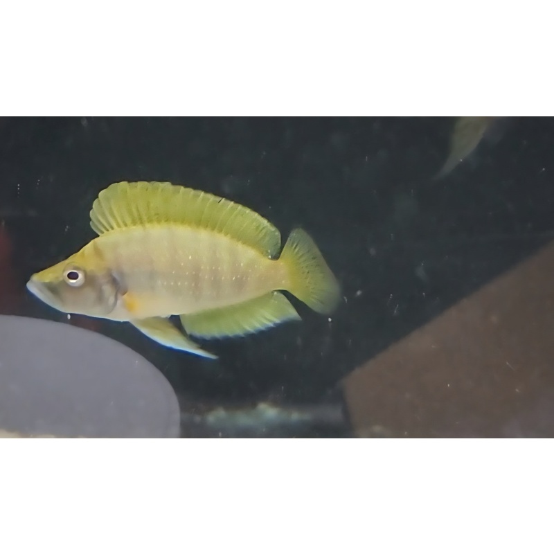 6 Altolamprologus calvus Yellow