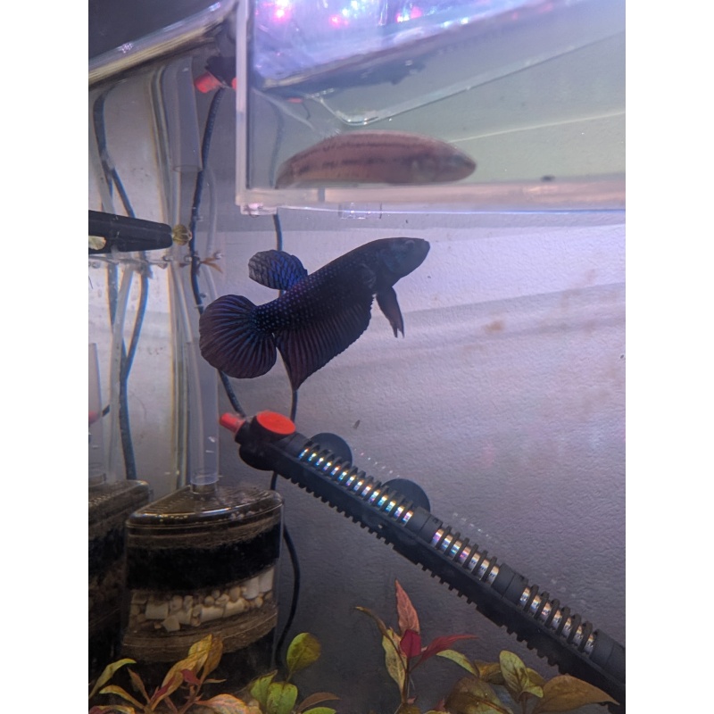 Betta mahachaiensis