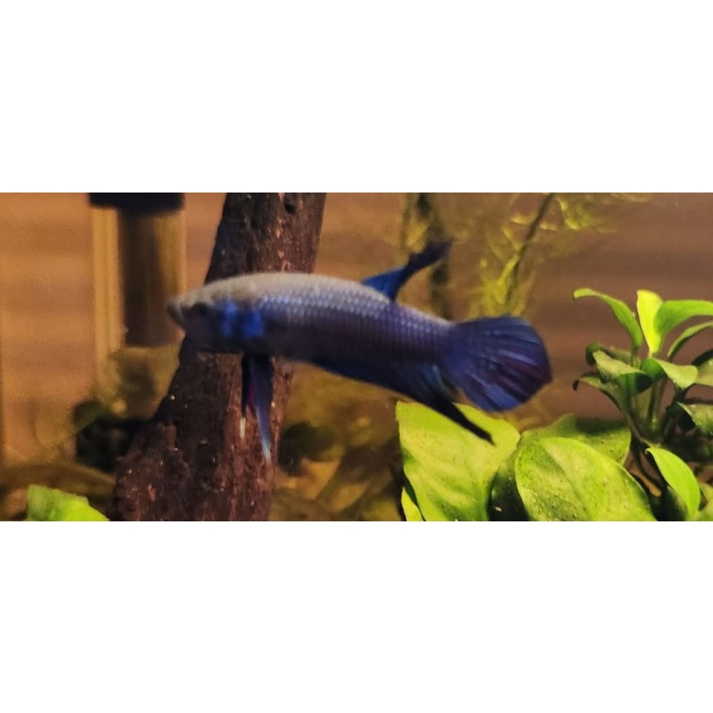 Betta mahachaiensis