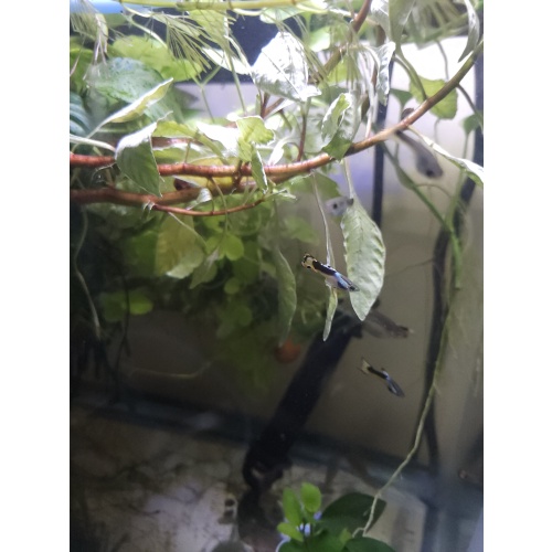 Yellow tuxedo guppys 6(3male,3female)