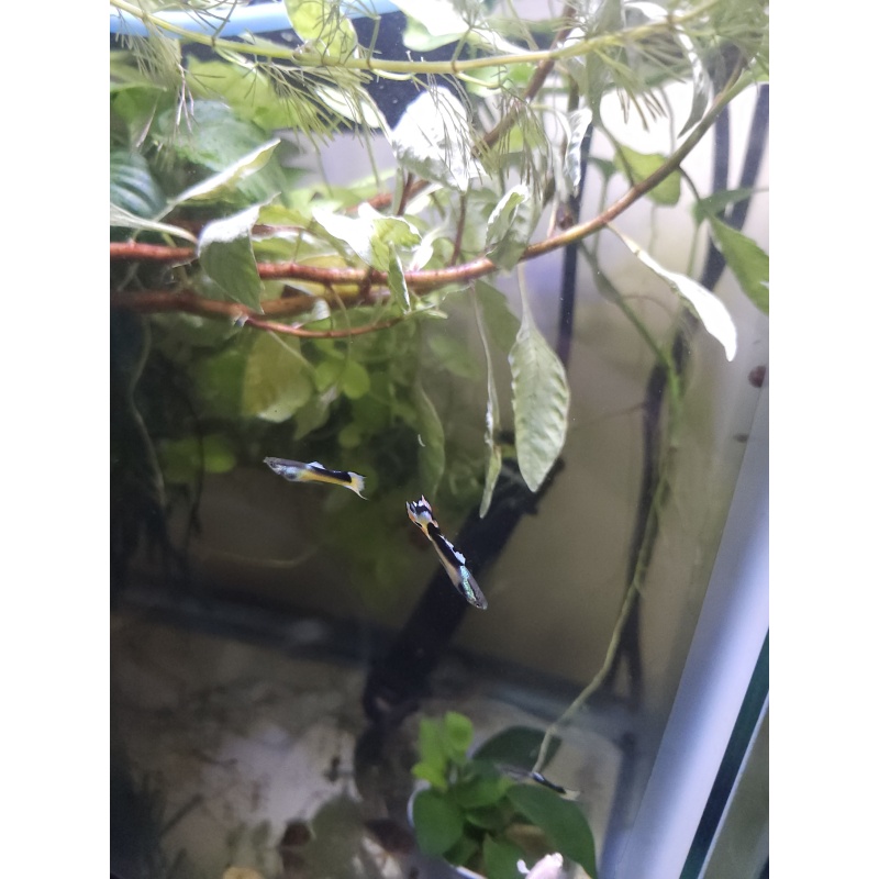 Yellow tuxedo guppys 6(3male,3female)