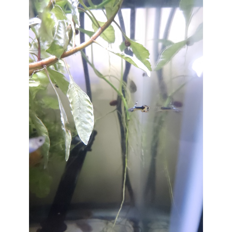 Yellow tuxedo guppys 6(3male,3female)
