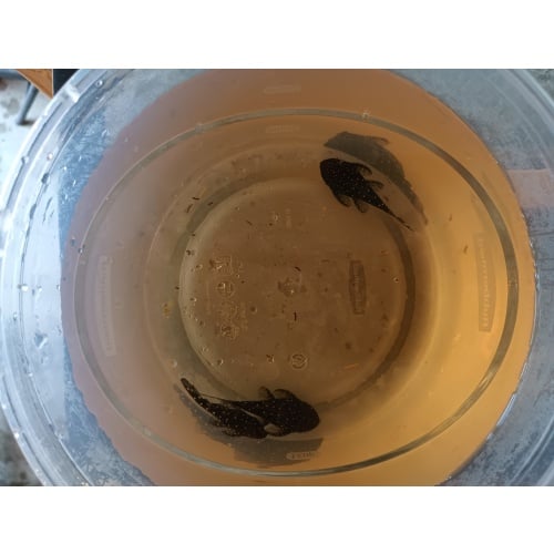 L184 / L107 F1 Brilliant Bristlenose Fry