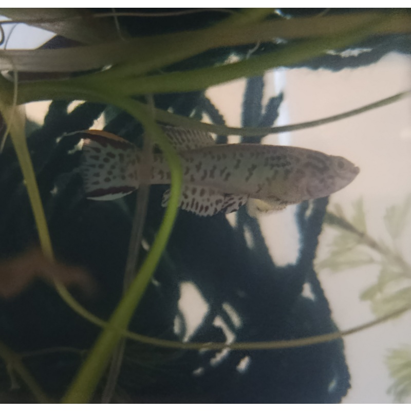 30+ fertile eggs of Fundulopanchax gardneri “Blue Steel”