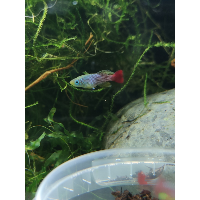 Notho. foerschi Soga TAN 97-45 40 eggs