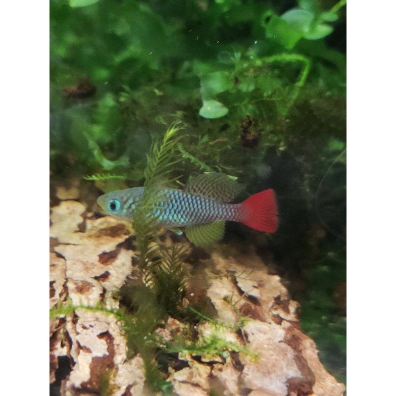 Notho. foerschi Soga TAN 97-45 40 eggs