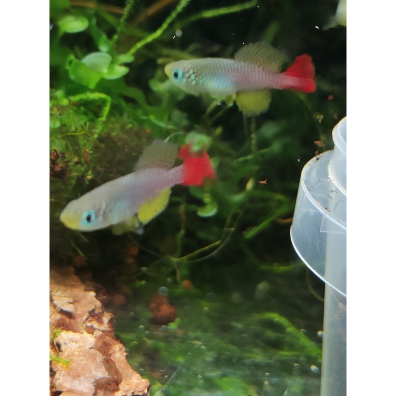 Notho. foerschi Soga TAN 97-45 40 eggs