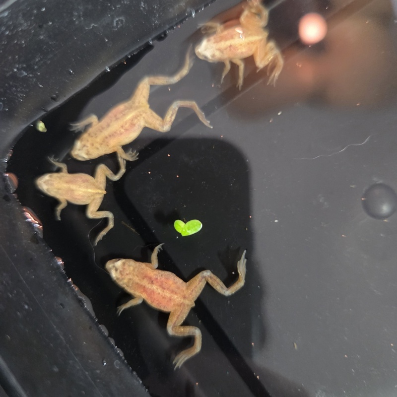 African Dwarf Frogs Blond