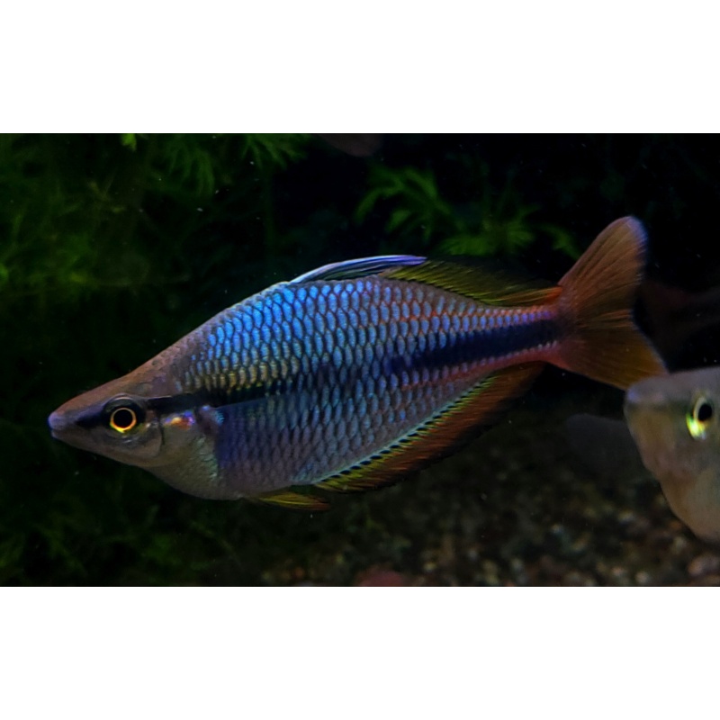 (6) M. goldiei 'dekai' juveniles