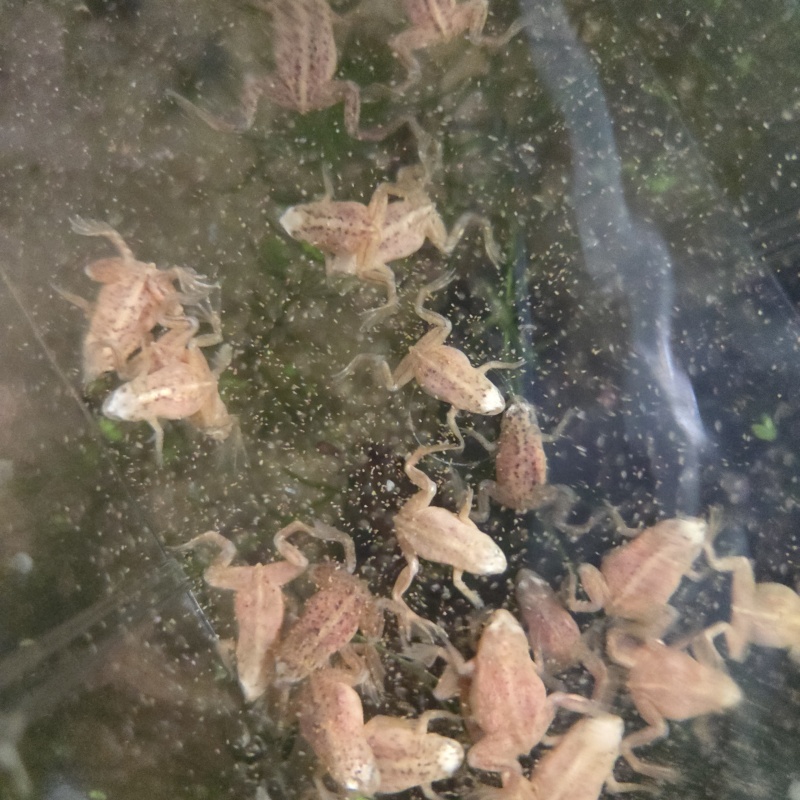 African Dwarf Frogs Blond