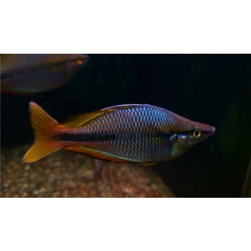 (6) M. goldiei 'dekai' juveniles