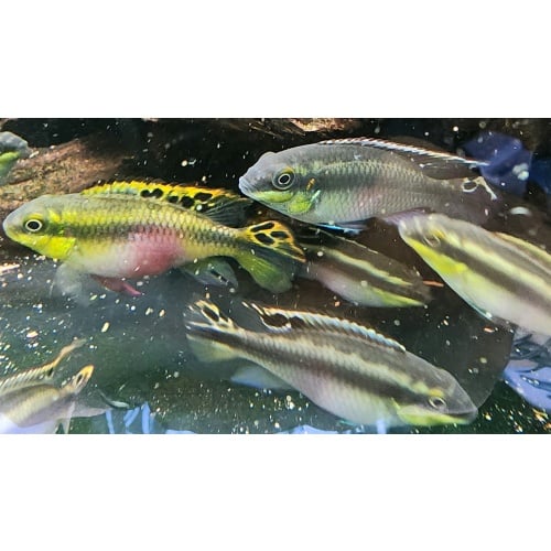 Adult Kribensis