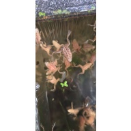 African Dwarf Frogs Blond