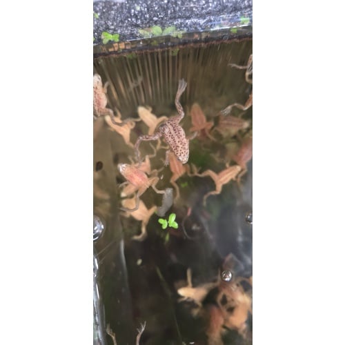 African Dwarf Frogs Blond