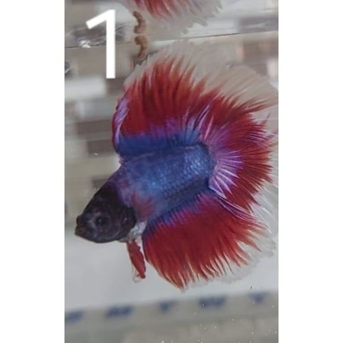 Male half moon