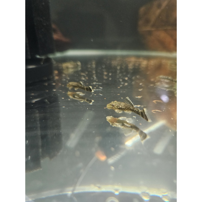 12 + 2 Common Bristlenose Juvies
