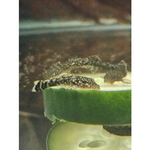 12 + 2 Common Bristlenose Juvies