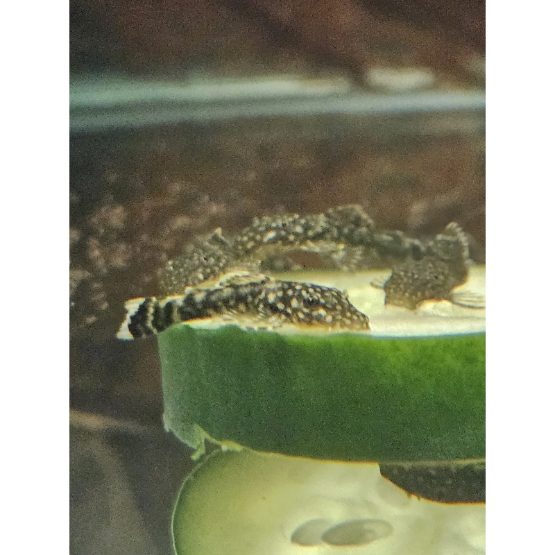 12 + 2 Common Bristlenose Juvies