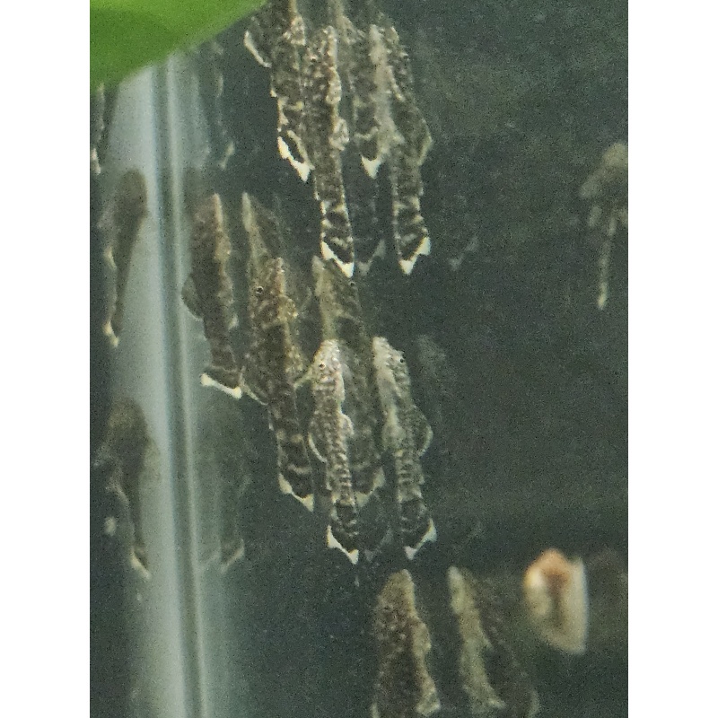 13+2 Common Bristlenose Juvies