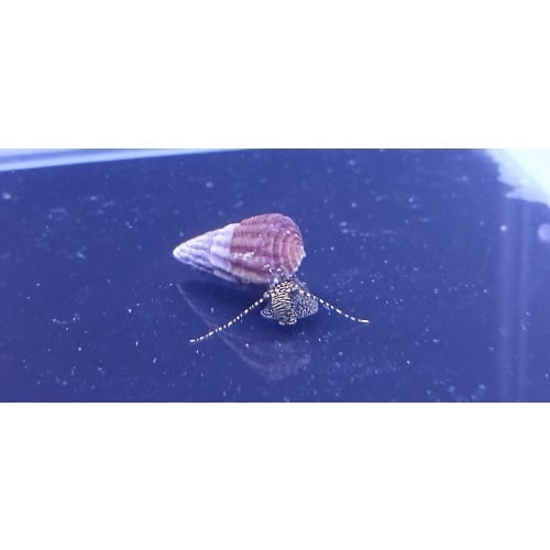 Golden Spotted Rabbit Snails x 24!