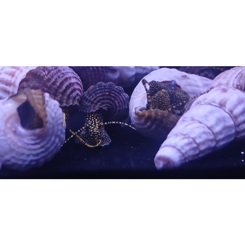 Golden Spotted Rabbit Snails x 24!