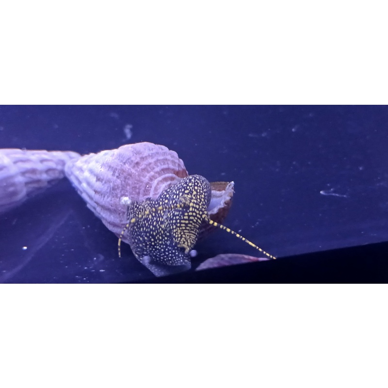 Golden Spotted Rabbit Snails x 24!