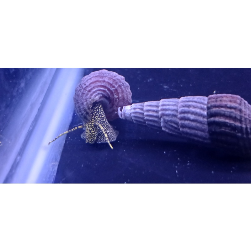 Golden Spotted Rabbit Snails x 24!