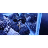 Yellow Spotted Rabbit Snails x 24!