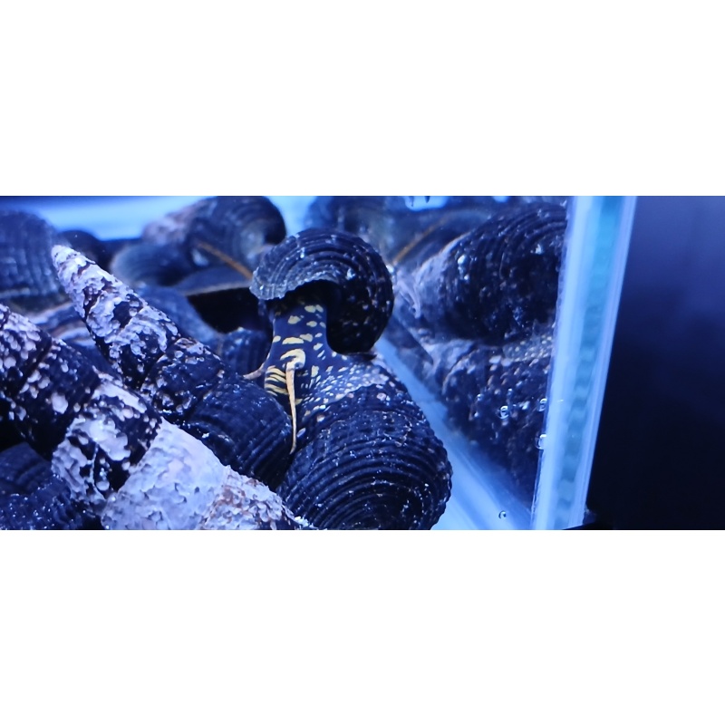 Yellow Spotted Rabbit Snails x 24!