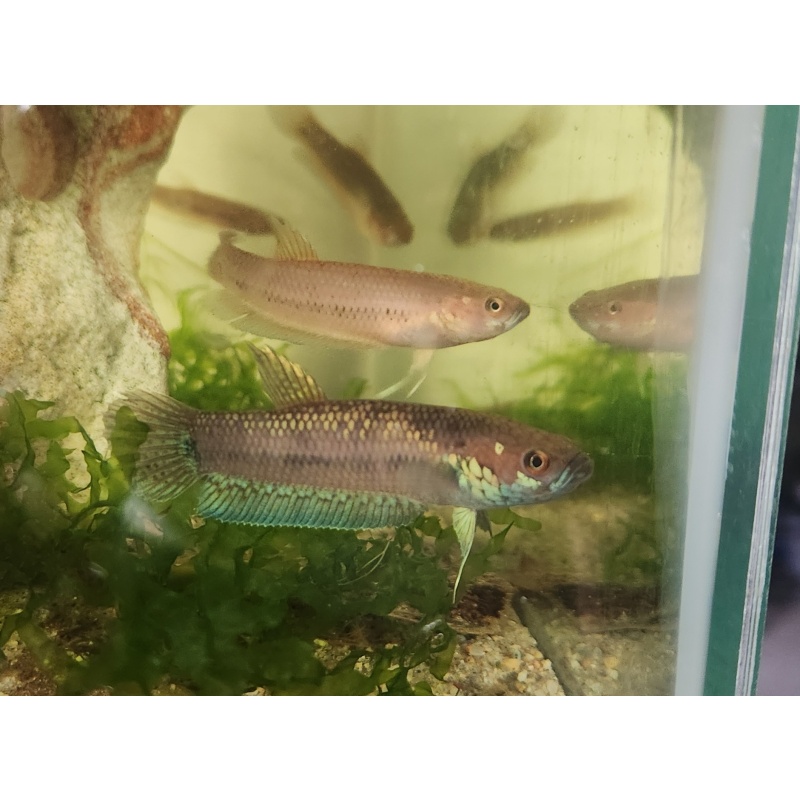 Betta Ocellata pair (tarkan yellow) f2
