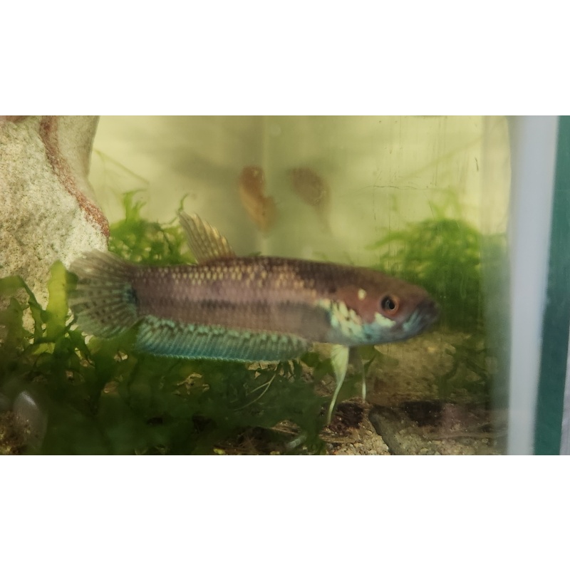 Betta Ocellata pair (tarkan yellow) f2