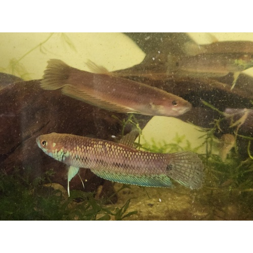 Betta Ocellata pair (tarkan yellow) f2
