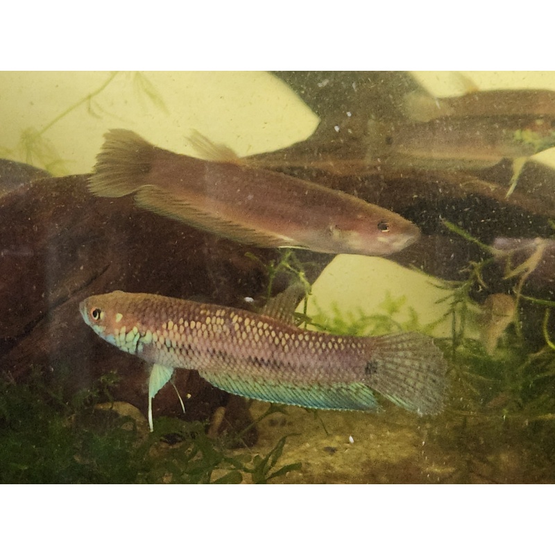 Betta Ocellata pair (tarkan yellow) f2