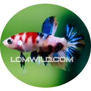 LOMWILD